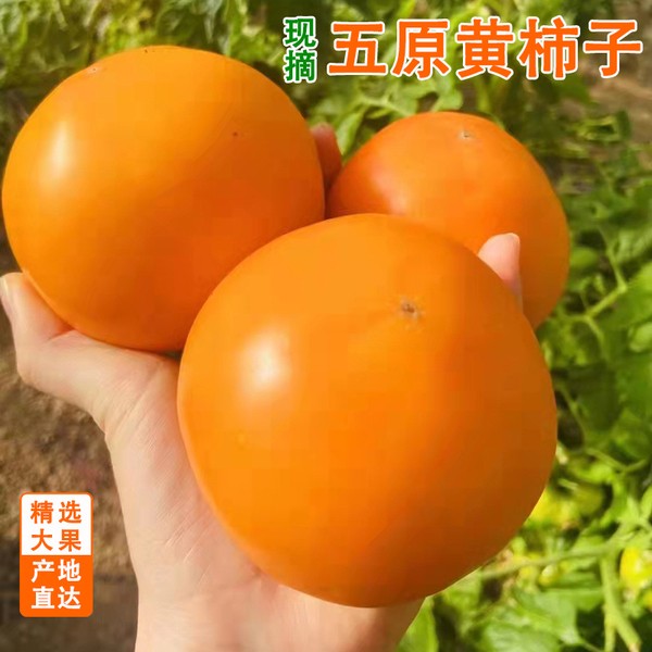 新鲜内蒙古五原黄柿子新鲜应季水果自然熟2斤3斤6斤