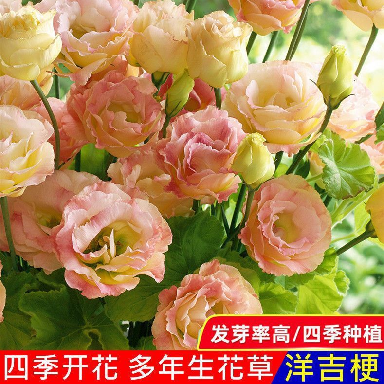 【新疆包邮】洋桔梗花种子四季种易活室内室外开花种孑盆栽