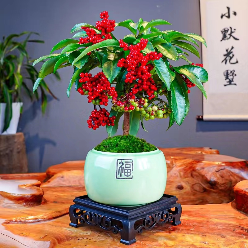 【带红果发货】富贵耔客厅桌面室内小盆景四季常青植物