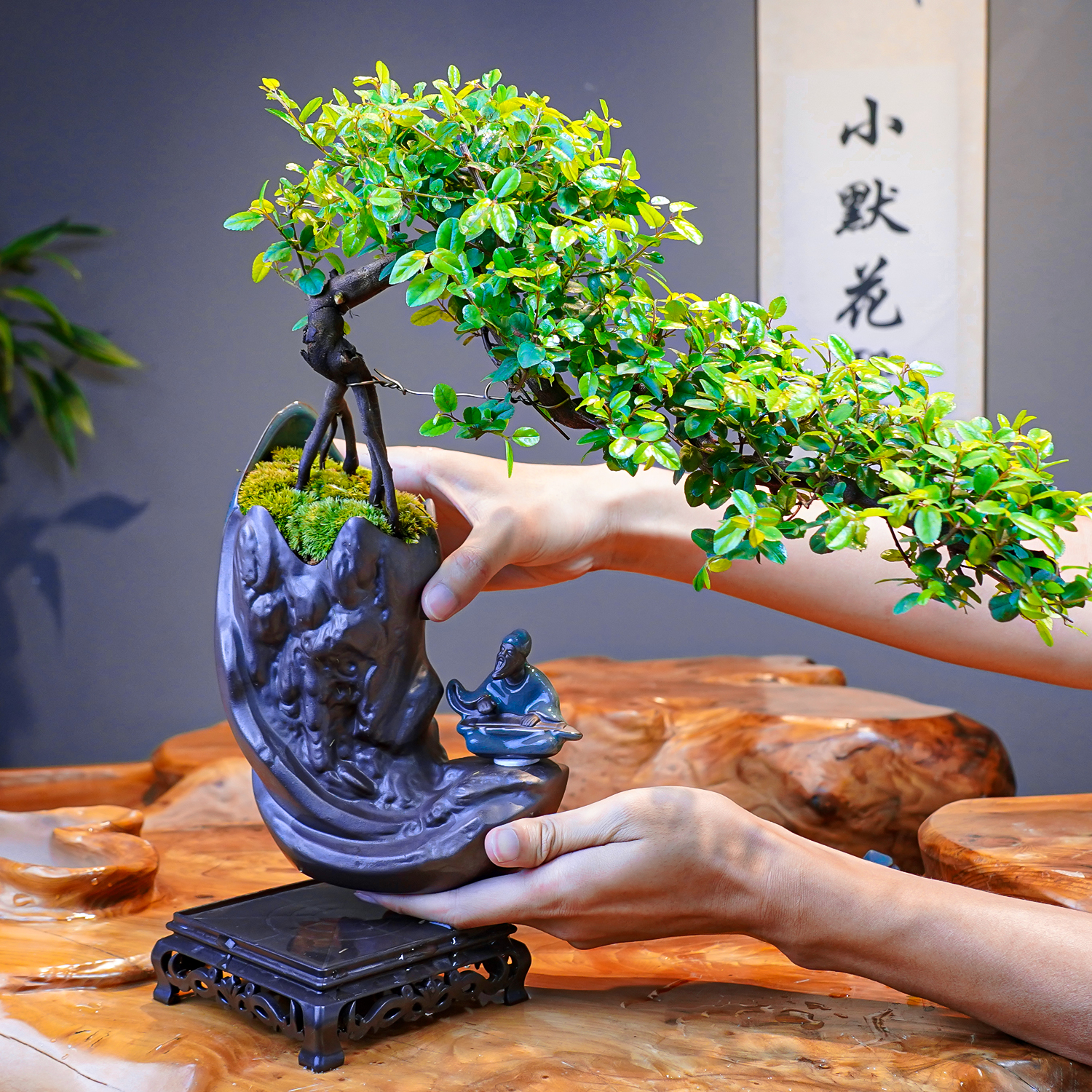 小默花墅【悬崖雀梅】飘枝中式桌面盆景客厅室内观造型绿植盆栽