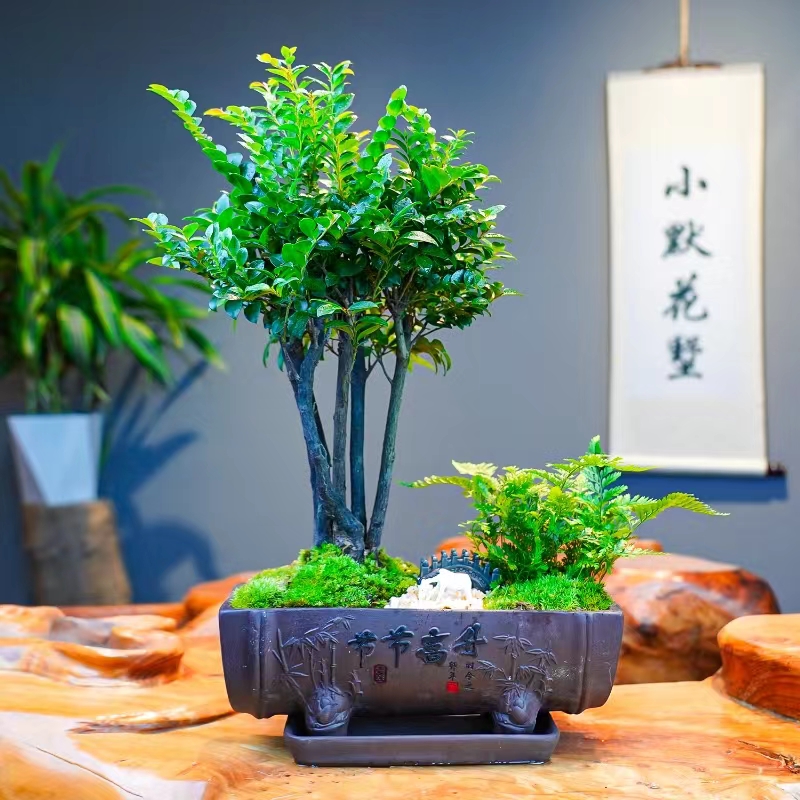 小默花墅节节高升【丛林黑檀盆景】黑骨茶桌面室内绿植盆栽易活光照