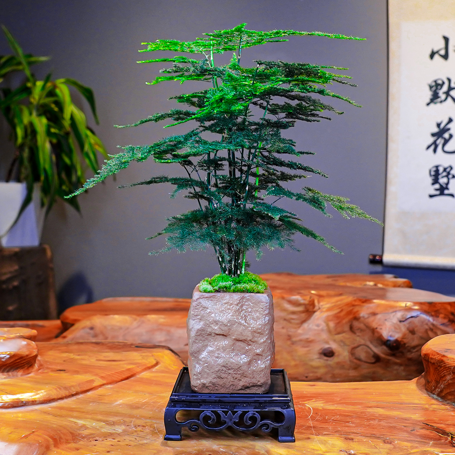 小默花墅【假山文竹】室内盆栽客厅桌面中式小盆景四季常青微盆景