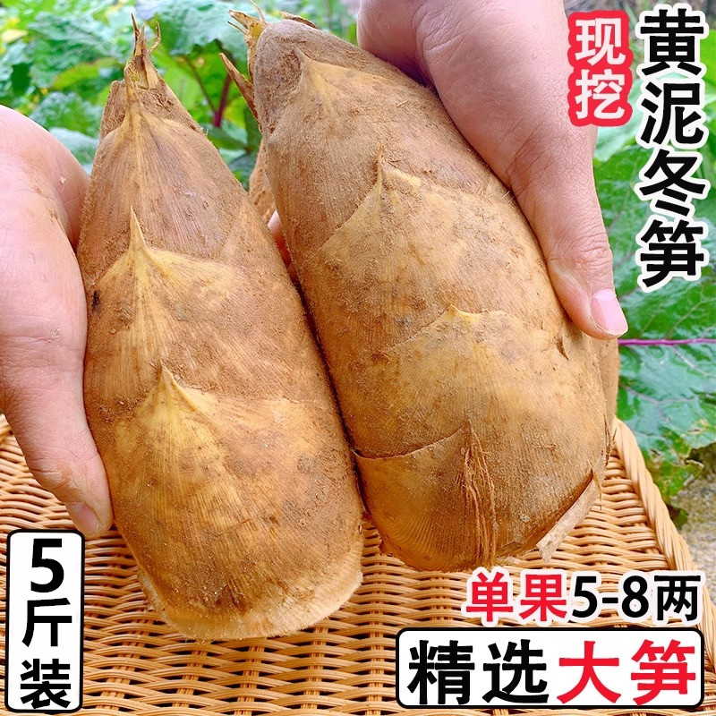 浙江龙泉高山新鲜冬笋毛竹笋鲜笋现挖脆嫩笋时令冬笋蔬菜食用剥开
