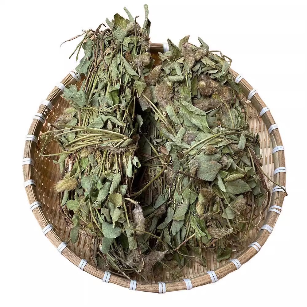 新鲜狸尾草【新人0.01购】羊咩香晒干狐狸尾龙狗尾兔尾草狸煲汤煮茶