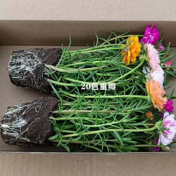 基地带根带花苞重瓣太阳花宿根混色四季开花卉室外阳台花海盆栽