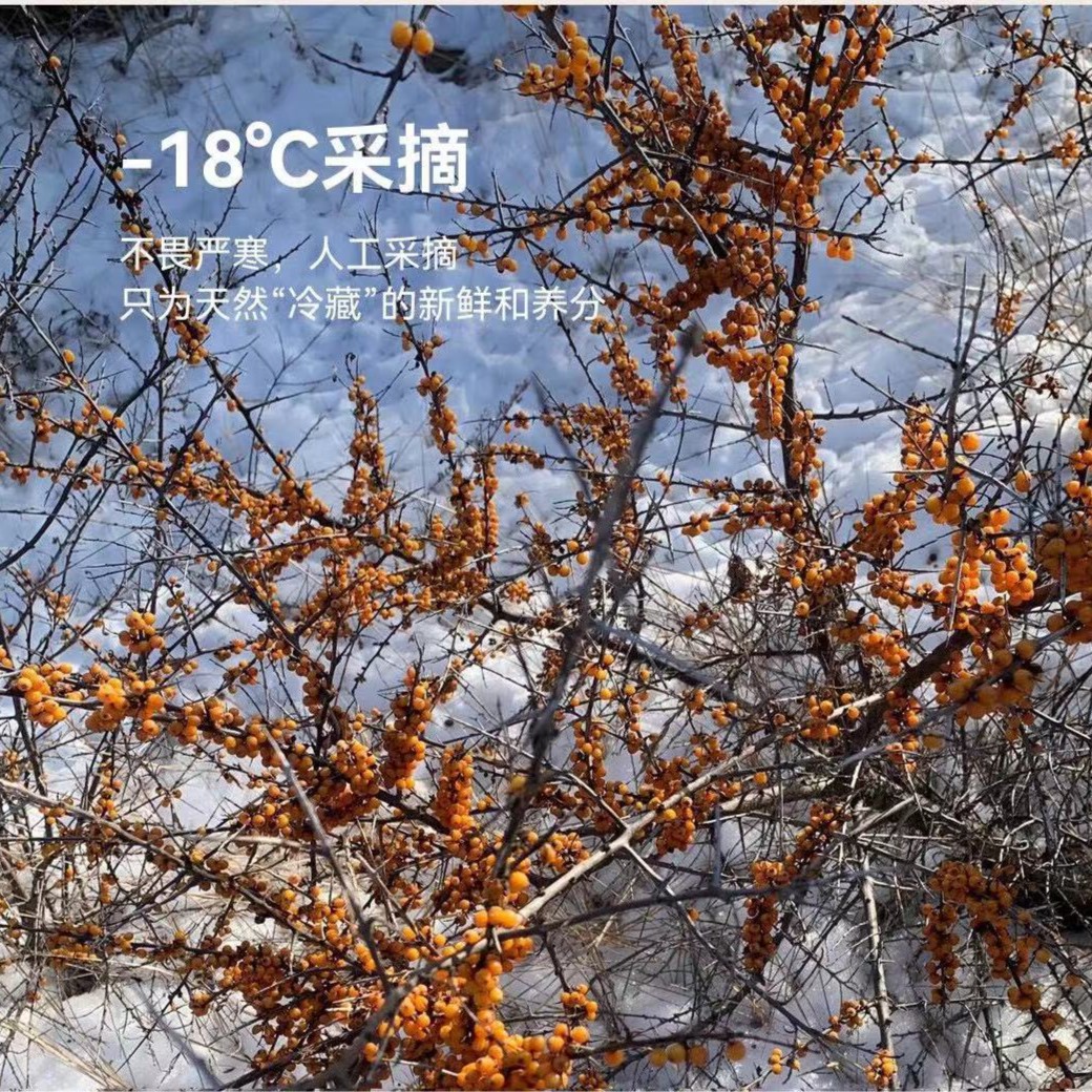 q【Q】寻棘记沙棘片新疆营养配料干净维生素补充营养