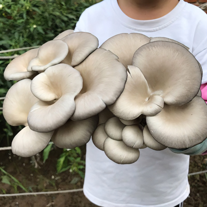 香菇菌种菇种一年四季菜种子辣椒草莓蔬菜种子豆角茄子四季蔬菜
