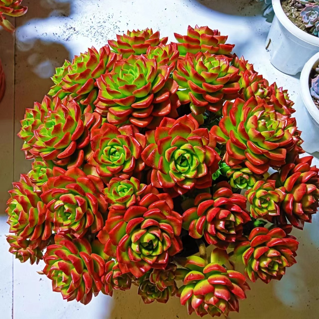 (满9.9包邮）鸡血大蒂亚手捧花30厘米左右上盆展示整装托土发货