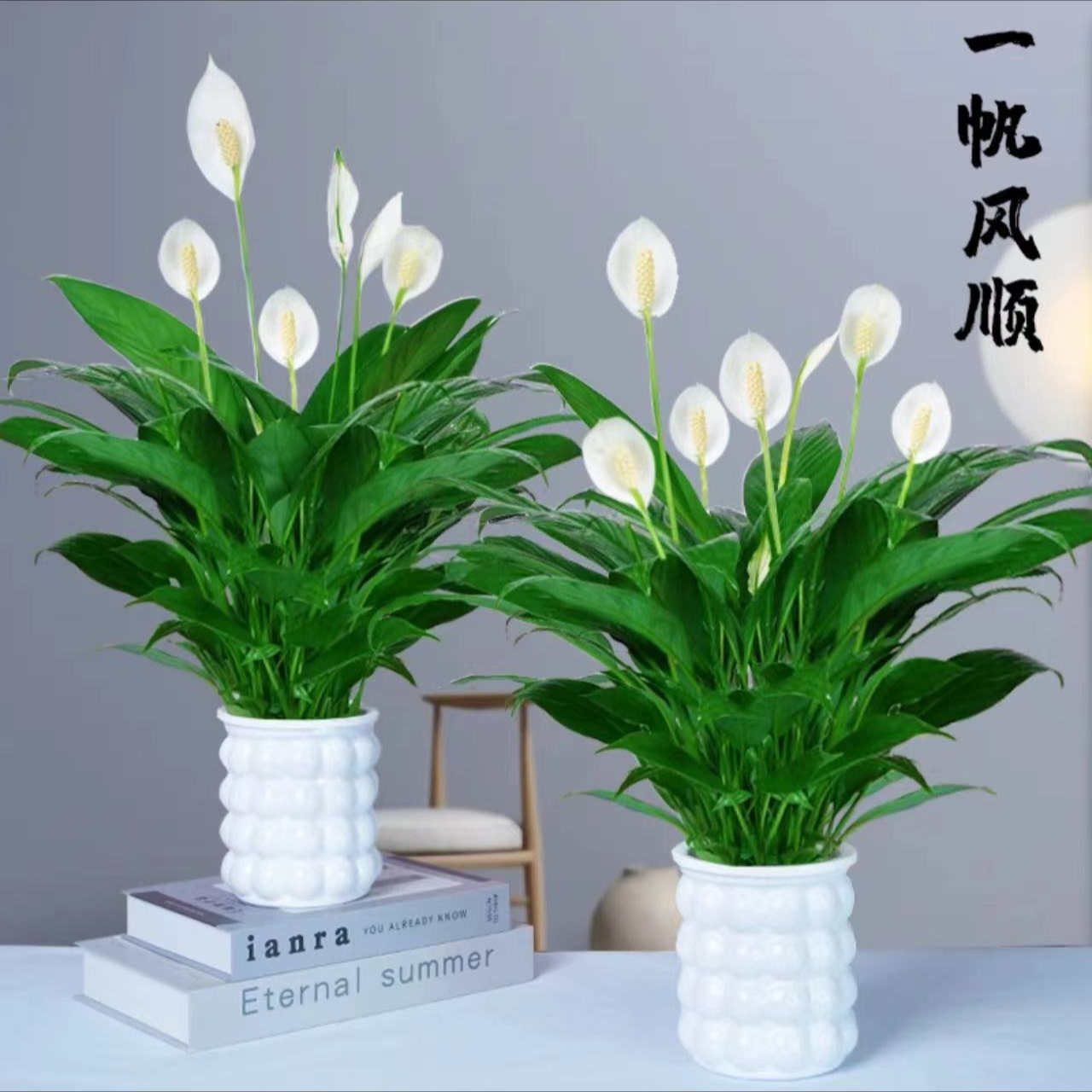 一帆风顺绿植盆栽水培白掌室内好养净化空气