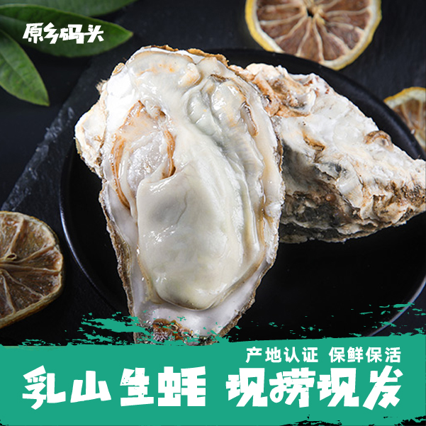 乳山生蚝6+ 蚝帝[单只6-7两] 新鲜肥蚝 产地直发 宴请刺身海鲜