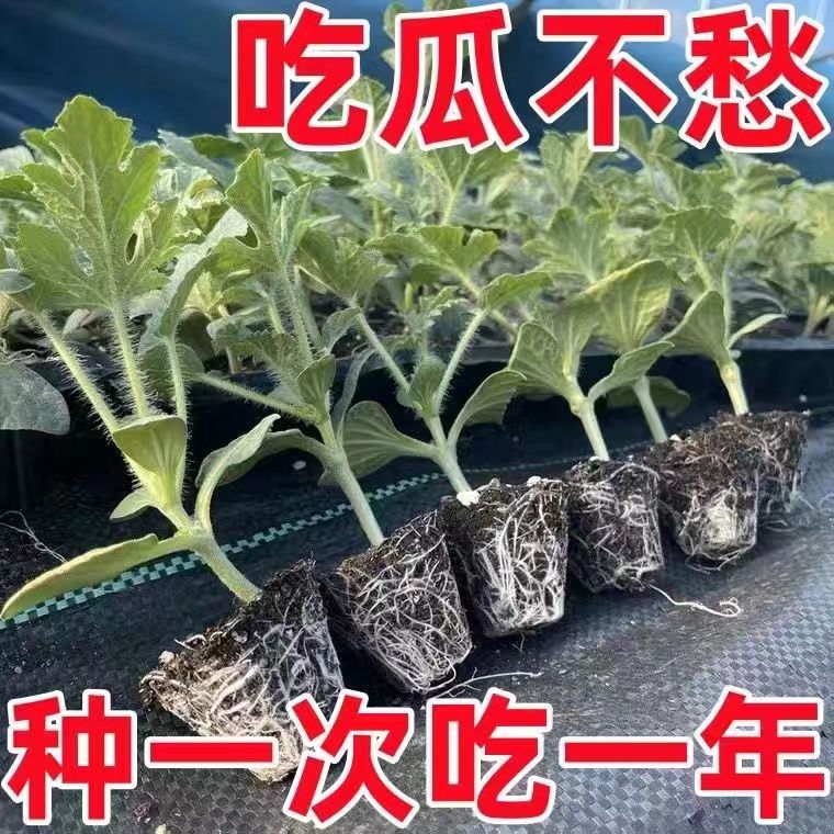 嫁接西瓜苗8424麒麟瓜早熟南方秧春季种植阳台盆栽地栽西瓜苗秧苗