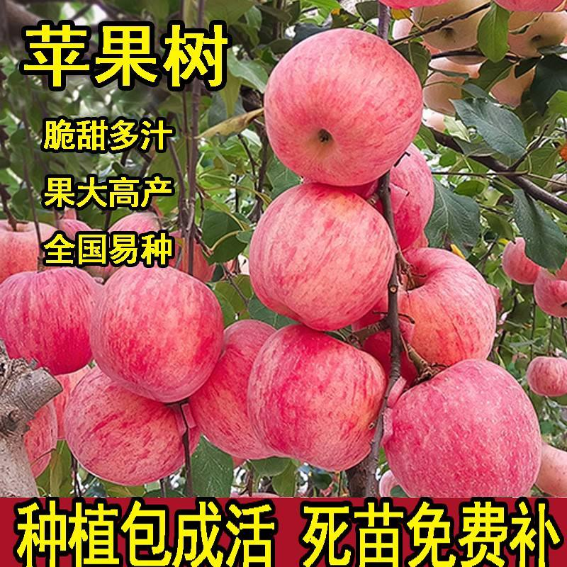 苹果树苗嫁接冰糖心苹果树苗耐寒盆栽地栽南方北方种植当年结果苗