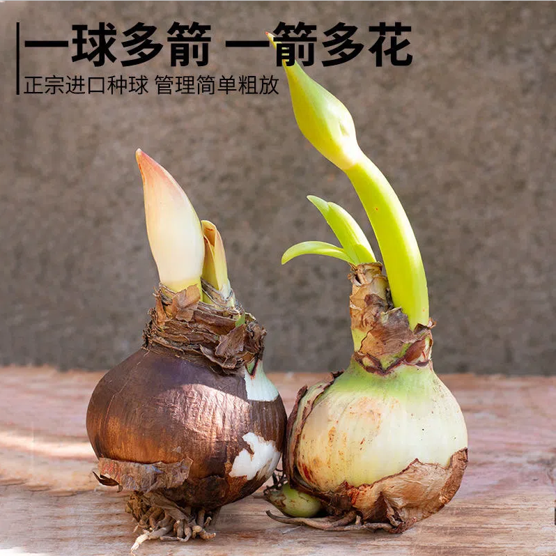 朱顶红超大球对版【特价】【正版朱顶红种球】 四季开花特色花卉