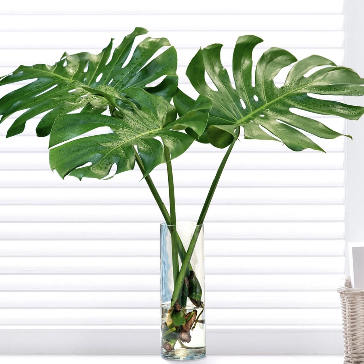 龟背竹北欧风大型室内水培植物盆栽客厅吸甲醛净化光照
