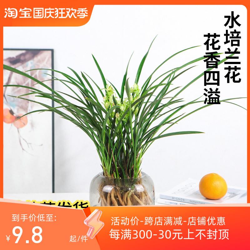 水培植物兰花苗盆栽带花苞建兰好养兰草浓香型绿植耐寒国兰花卉