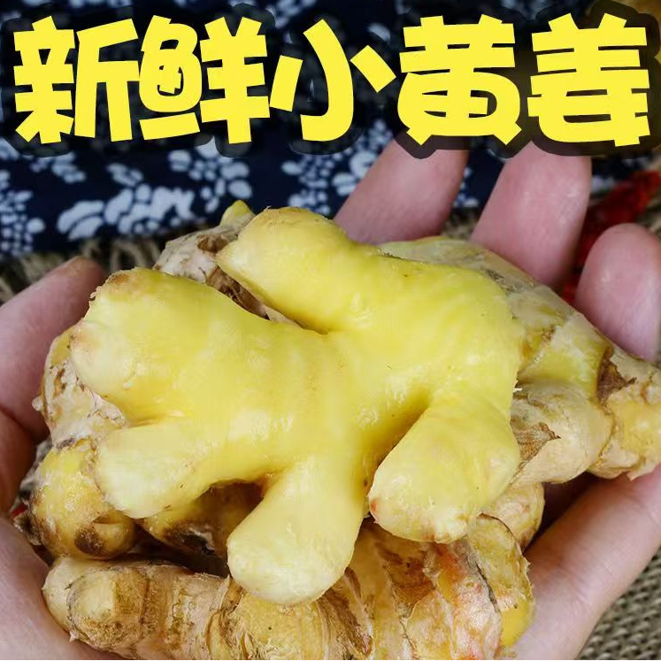 2024云南小黄姜新鲜嫩姜现挖红芽老姜新鲜小黄姜产地直发