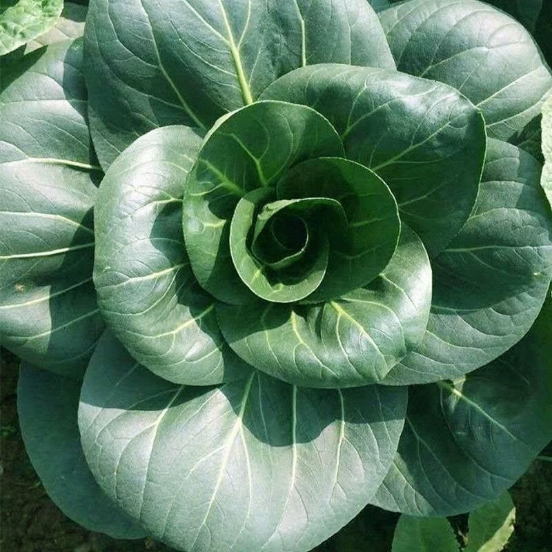 四季香肉菜种子速生高产耐寒耐热多季播种青菜蔬菜种子大全