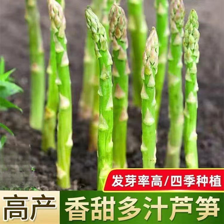 四季芦笋种籽盆栽嫩绿芦笋种子芦笋根苗种植春秋庭院阳台蔬菜种孑