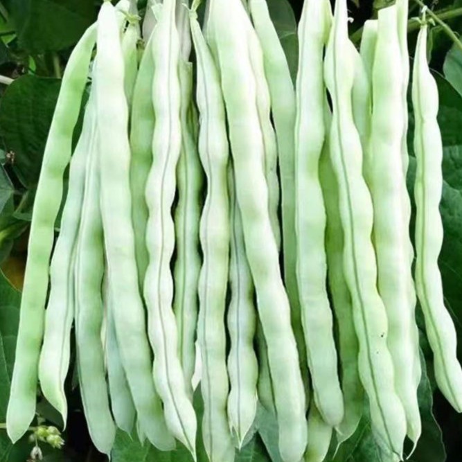九粒白芸豆蔬菜高产早熟春秋季四季豆老来少豆角种籽