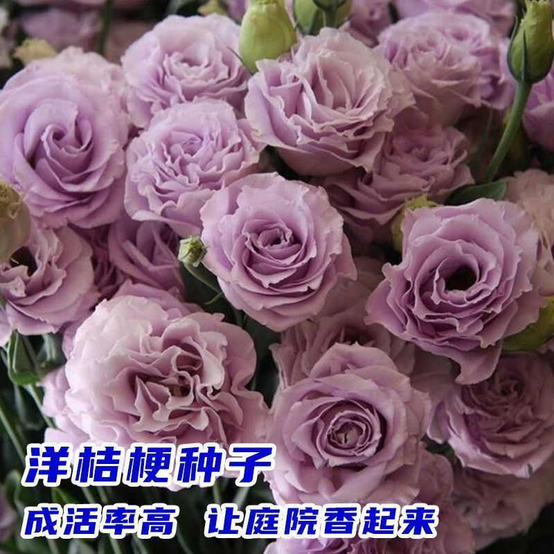 多色洋桔梗花种子四季开花活盆栽阳台室内外花种籽子庭院花卉籽