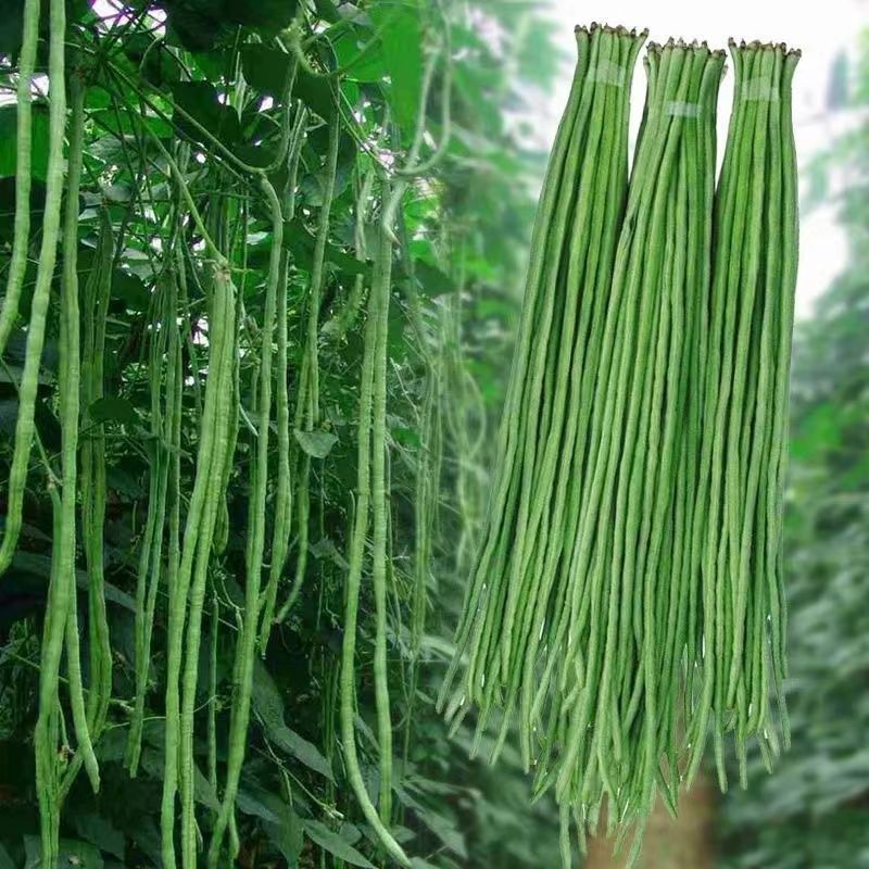 三尺特长豆角种子无筋高产豇豆四季早熟蔬菜抗虫豇豆种子大全庭院