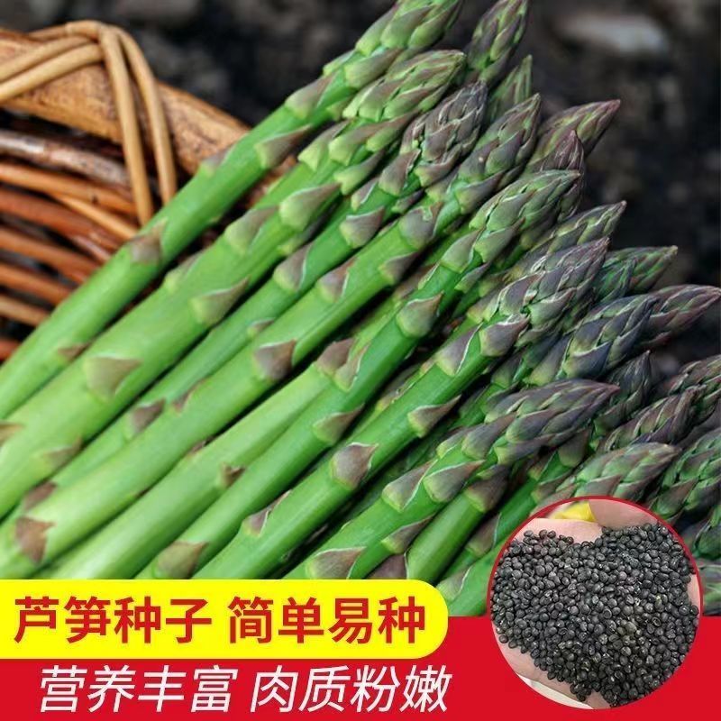 芦笋种子四季种植绿芦笋种子盆栽抗热耐寒高产营养蔬菜种子