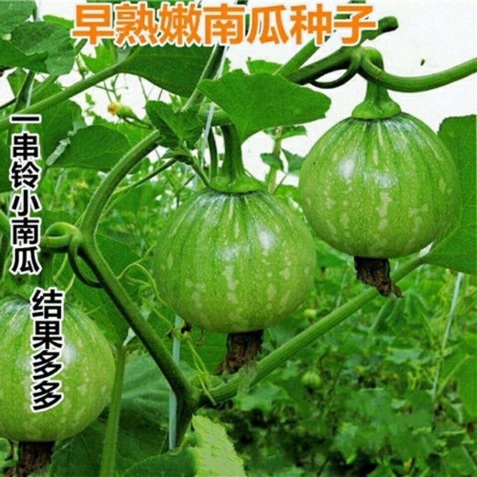 早熟嫩南瓜种子一串铃小南瓜种籽花皮小青瓜春秋农家田园蔬菜种子