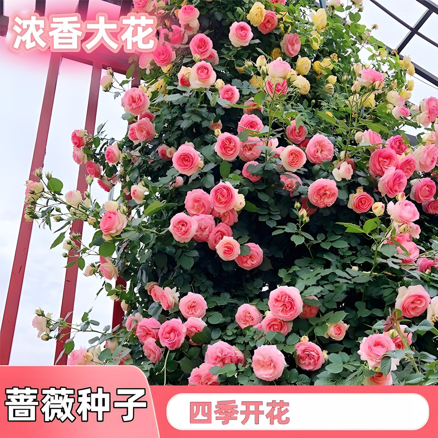 重瓣蔷薇花种子四季开花庭院阳台盆栽爬藤植物蔷薇花种子