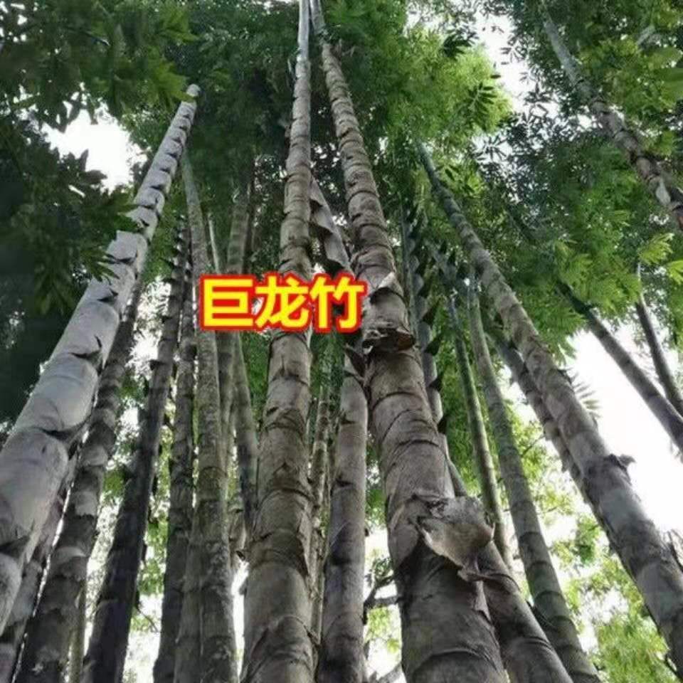 大型楠竹苗种子种巨龙竹竹苗可食用竹笋苗庭院种植四季长青毛竹