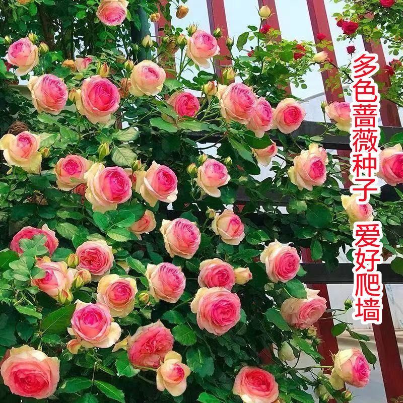 蔷薇花种子爬藤月季花种籽四季播种开花爬藤攀援花卉植物景观种孑