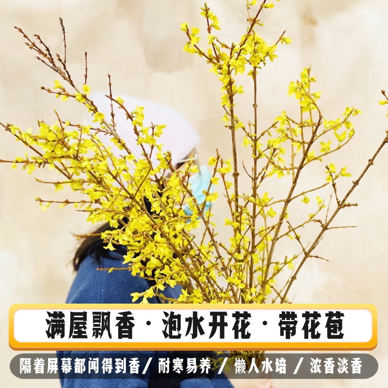 遇水开花的干枝花木逢春干枝梅素心腊梅遇水开花水培鲜花室内花卉