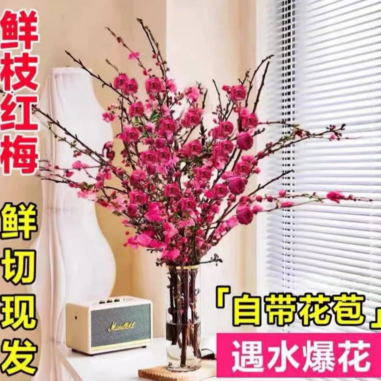年宵花卉干枝红梅鲜花枝条干花枝花卉植物室内花水培遇水开花