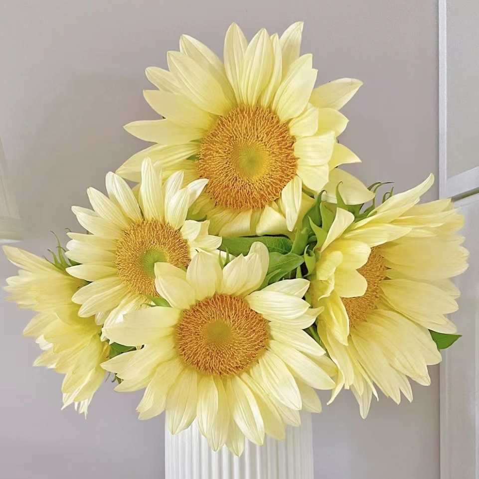 A级奶油向日葵5支生花苞发货云南鲜花基地水养花应季花家庭插花