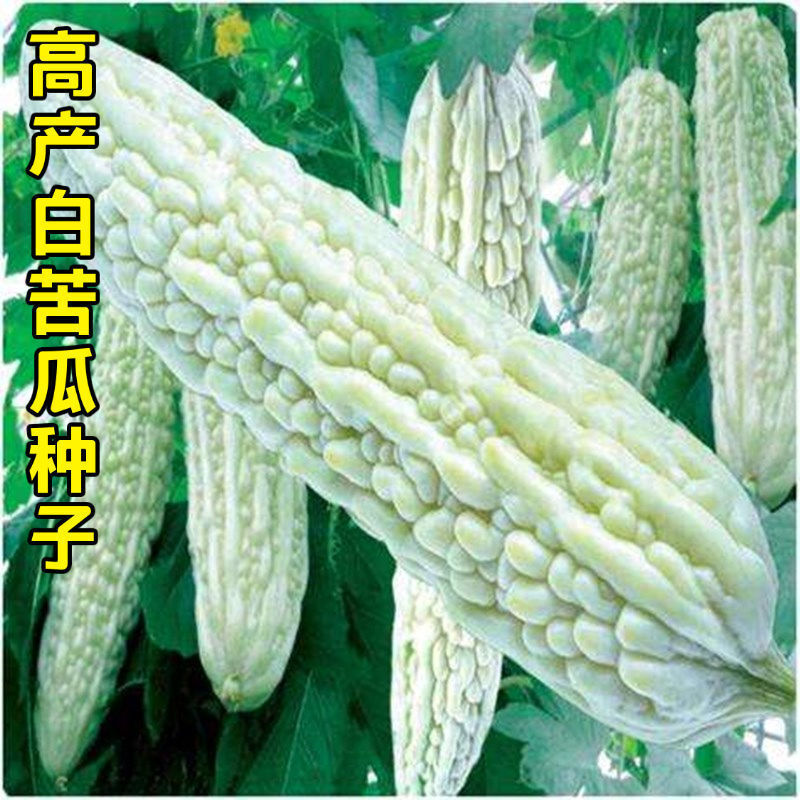 蓝山大白苦瓜种子超大型白苦瓜抗病高产四季苦瓜种孑春季夏秋蔬菜