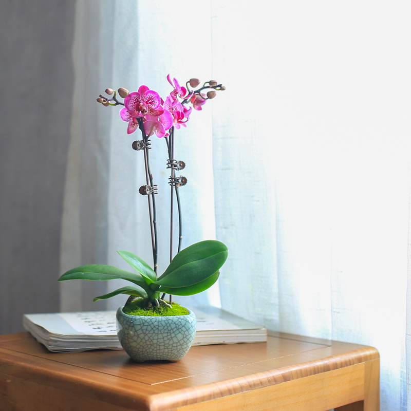 蝴蝶兰盆栽带花苞带花剑兰花迷你盆景客厅室内植物花卉四季好养活