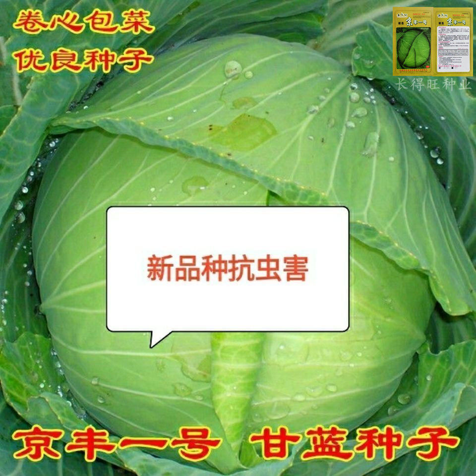 甘蓝种子京丰一号包心卷心包菜春秋四季播农家田园蔬菜种孑