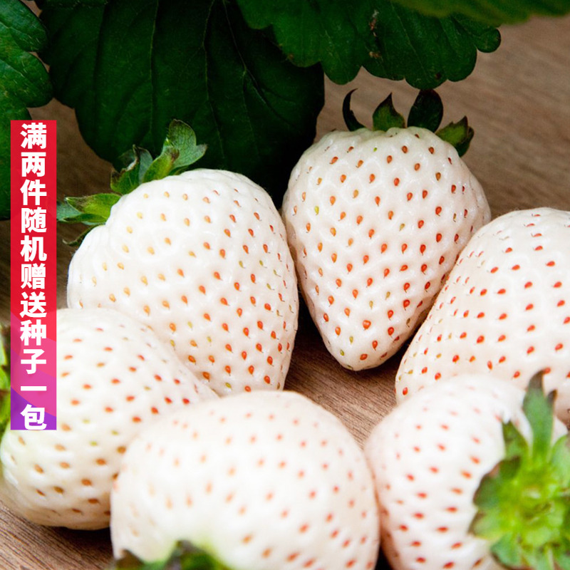 奶油白草莓种子四季草莓种籽大田高产高甜草莓水果种孑水果皇后