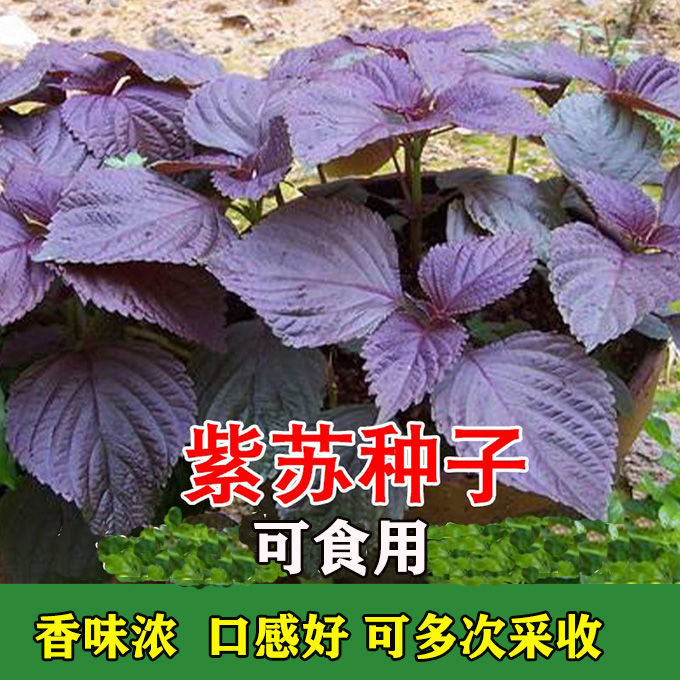 紫苏四季可食用大叶野生中药特色菜种籽四季阳台盆栽蔬菜