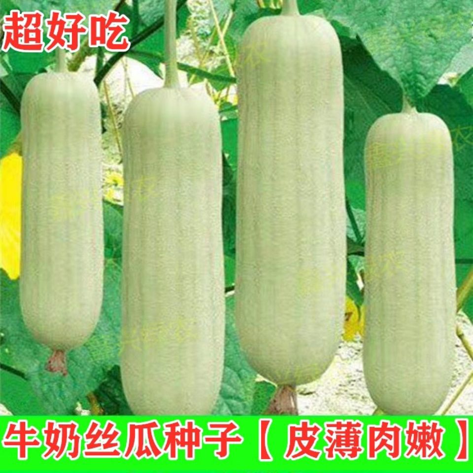 牛奶丝瓜种子白丝瓜籽高产抗病农家超好吃多肉丝瓜春蔬菜种孑
