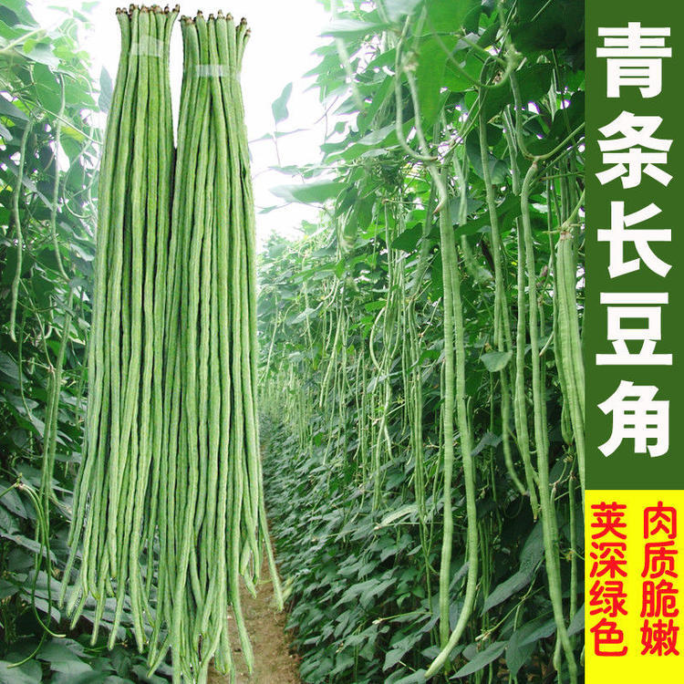 特长豆角种子 四季逗种子蔬菜种子轻豆角种子长达1-1.2米瓜果种子