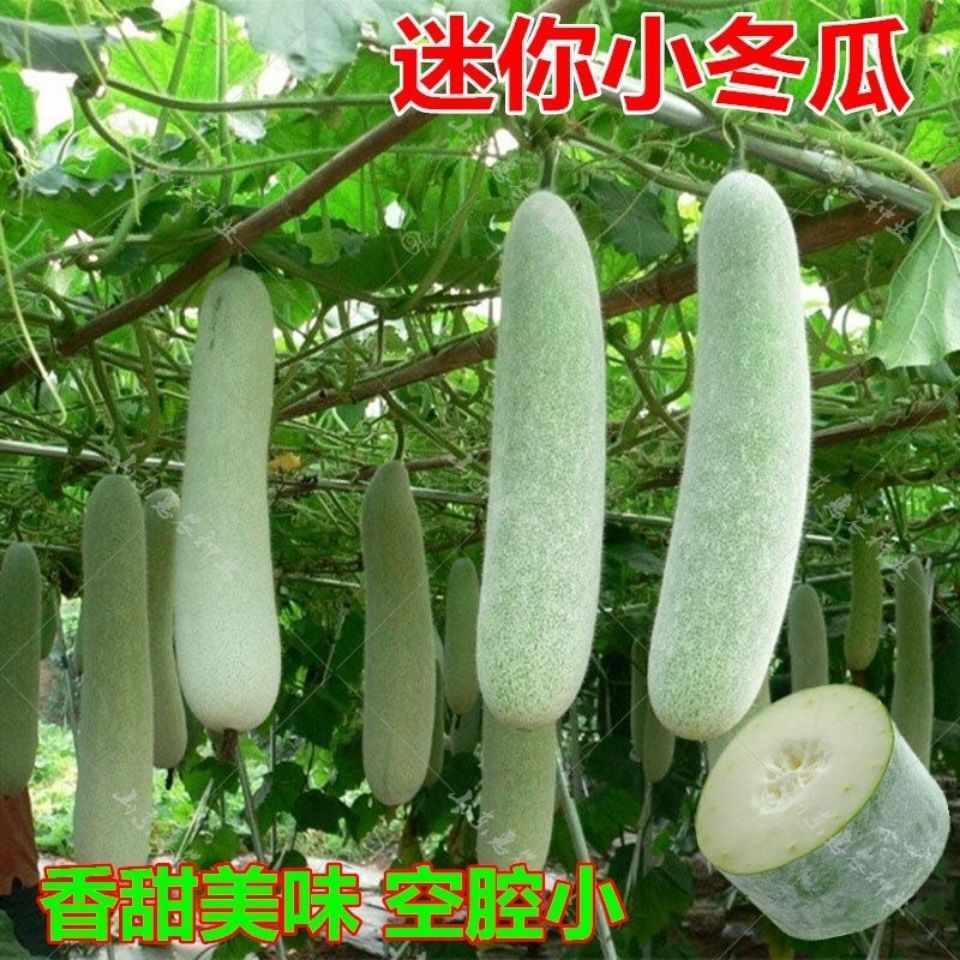 实心节瓜种子早熟小冬瓜小节瓜种子生长快速品种春秋季蔬菜节瓜籽
