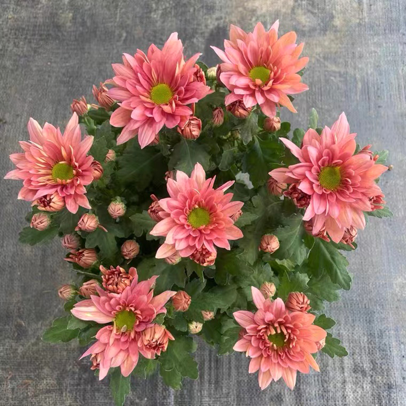 三文鱼小雏菊荷兰菊(高颜值 新品菊花)阳台庭院开花植物
