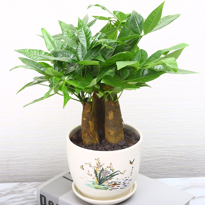 发财树盆栽室内绿植四季花卉办公室招财桌面植物防辐射盆景发财树