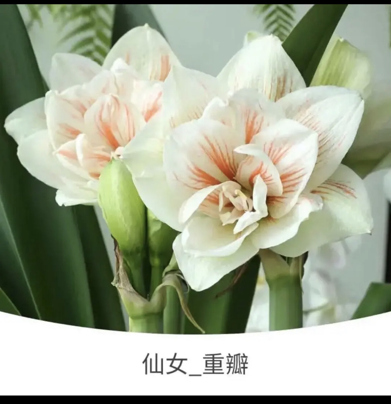 （仙女）朱顶红种球
