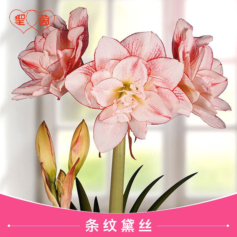 （条纹黛丝）朱顶红种球5厘米【带2-4个侧】