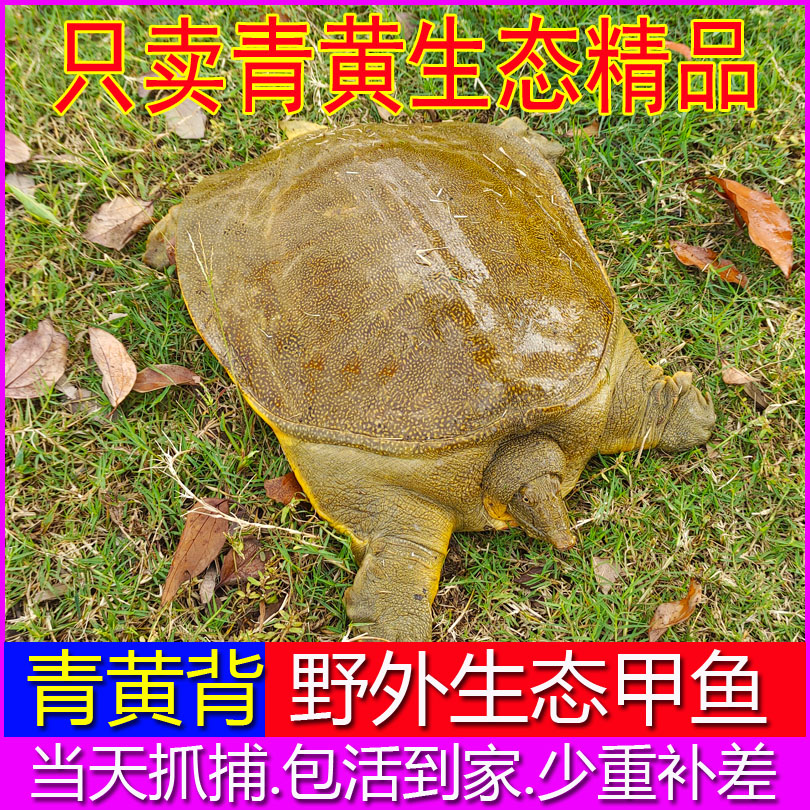 【下单就发货】新鲜公甲鱼母甲鱼鲜活生态食用野外生长肉质好