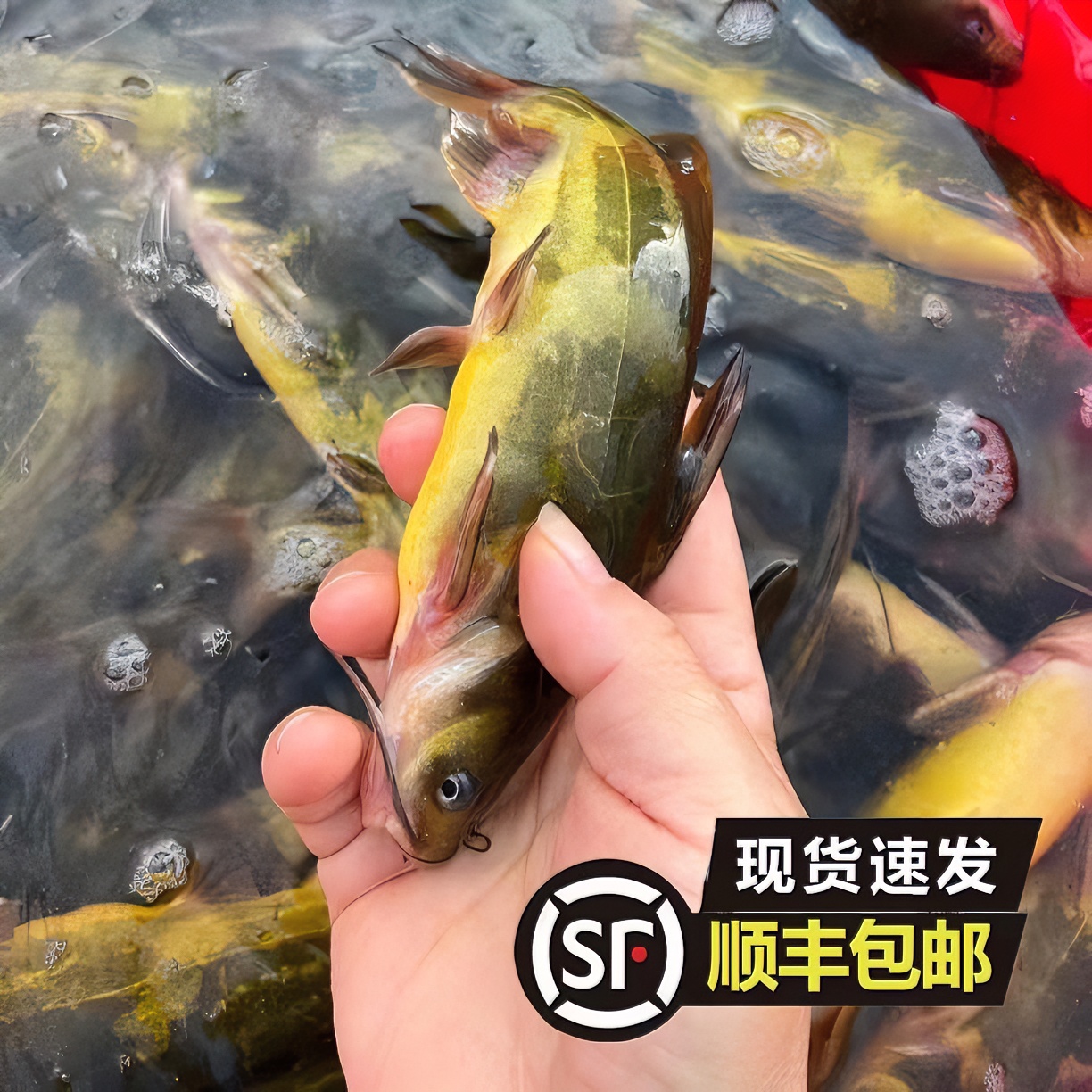 【虎妞推荐】嘎牙子鱼4斤（送1袋东北大酱）