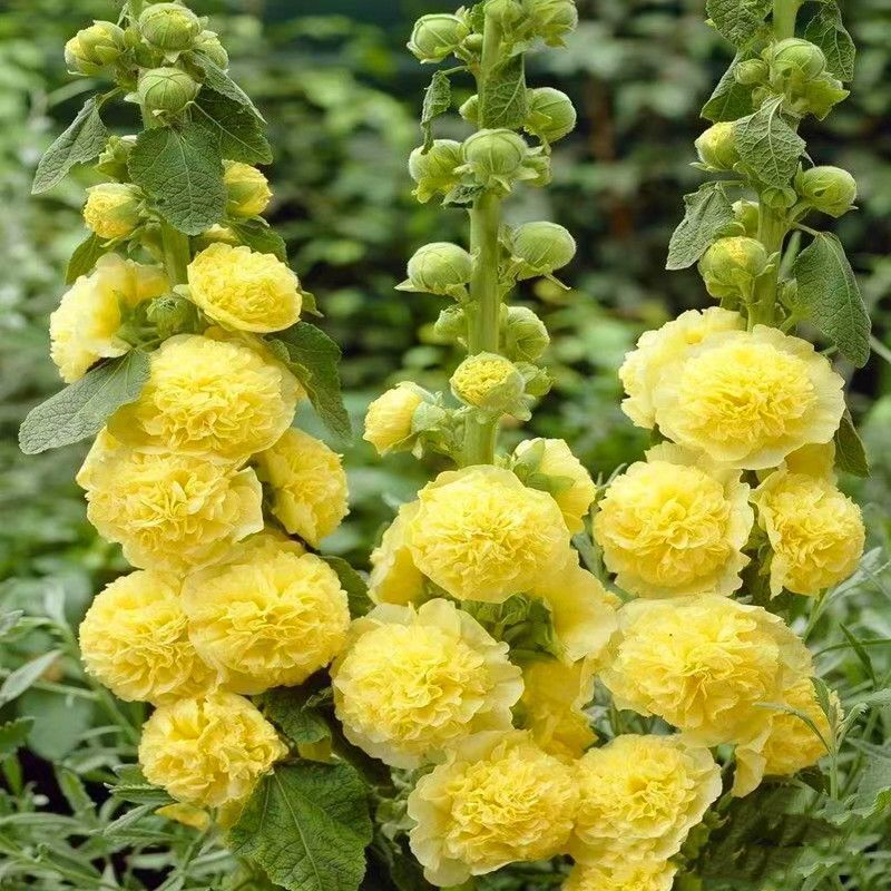 重瓣蜀葵花种子四季开花混色大花一丈红多年生庭院盆栽室外花草籽