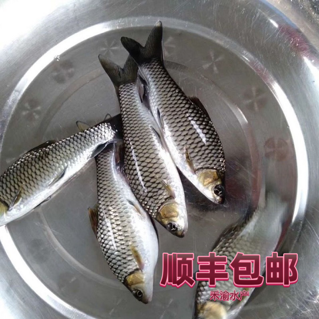 清波鱼苗中华倒刺耙清理青苔丝状藻类养殖鱼苗活体发货