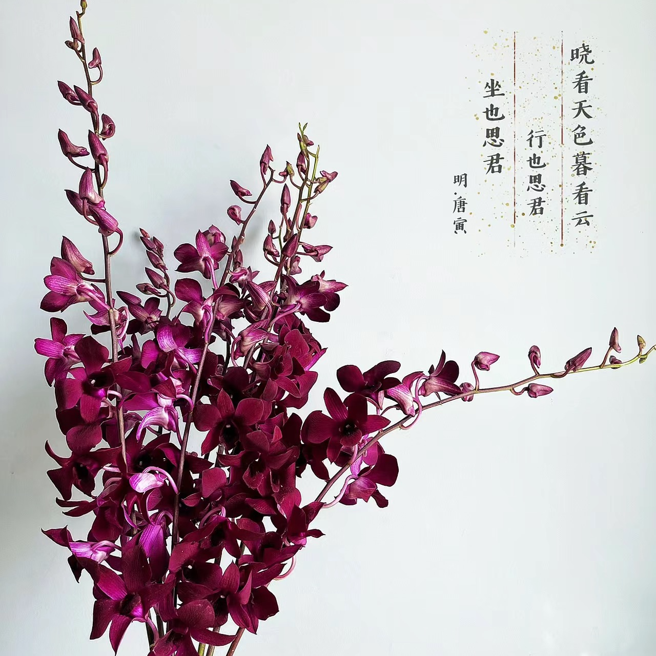【黑美人洋兰】基地直发家庭插花 花艺设计养护花期鲜花